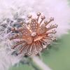 Picture of Blooming Orchid Flower Brooch Rose Gold Plated